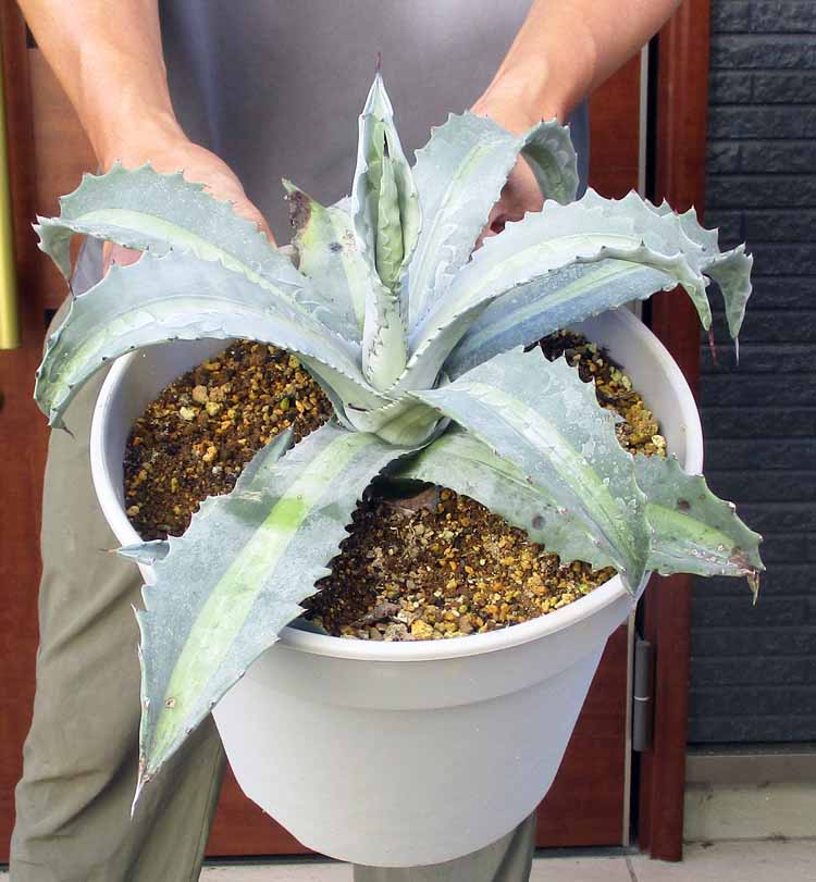 楽天市場】【現品・現物】アガベ 笹の雪 ワイドリーフ 8号 N8番