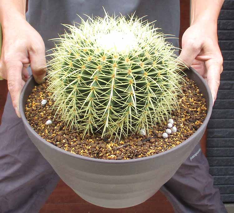 楽天市場】【大型】 サボテン（金鯱：キンシャチ） 12号 黒色