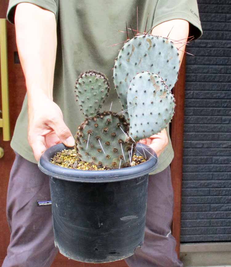 楽天市場】【現品・現物】団扇サボテン・バーバンク （バー