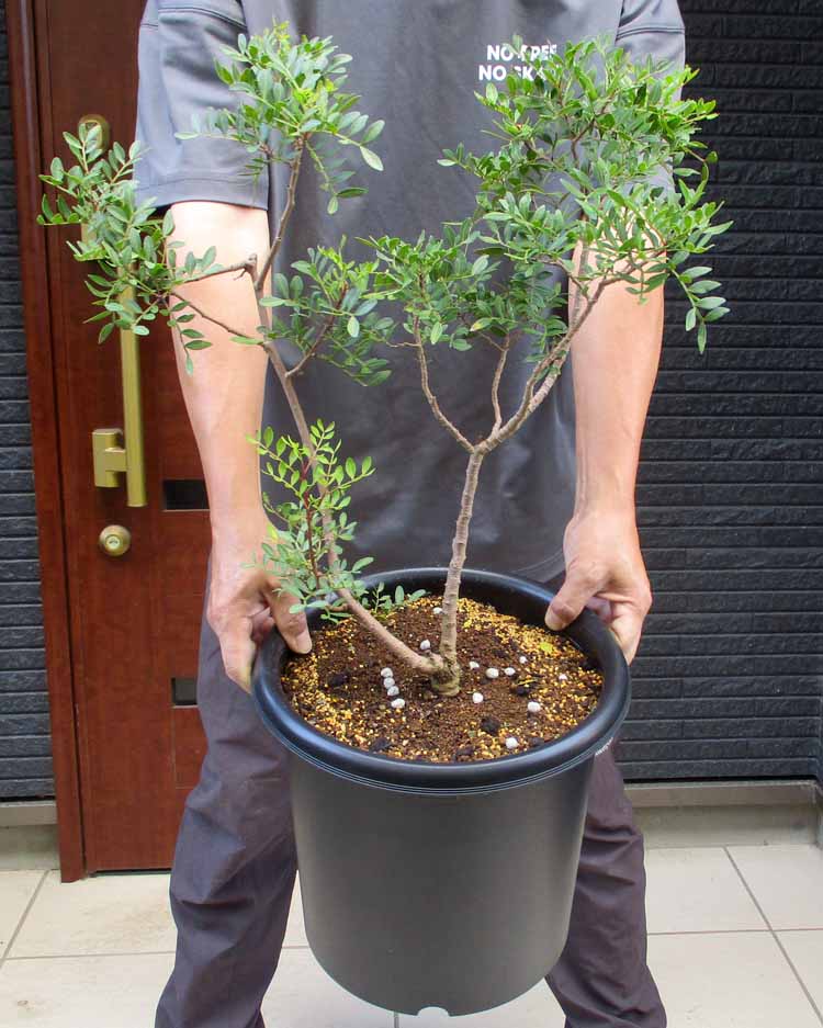 【現品】ピニョン松・マルチネスピニョンマツ・ビッグコーンピニョン　8号　２B番 楽天市場】【現品・現物】ピニョン松・マルチネスピニョンマツ