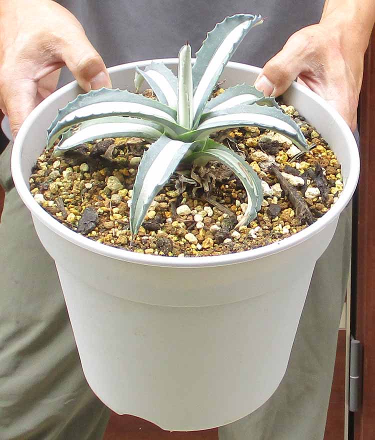 【約40センチ/特選株】　メディオピクタアルバ　華厳　アメリカーナ　トランカータ アガベ・アメリカーナ var.メディオピクタ 'アルバ'（華厳