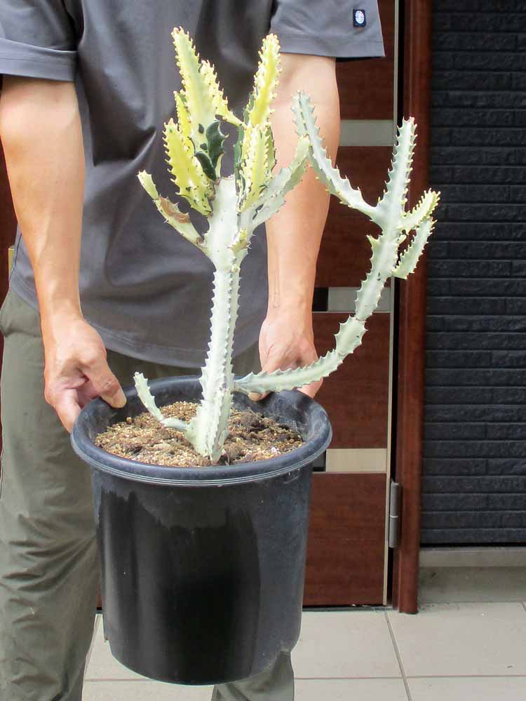 ユーフォルビア 巒岳　アビシニカ　超大株　珍品 ユーフォルビア 巒岳 アビシニカ 超大株 珍品 ユーフォルビア