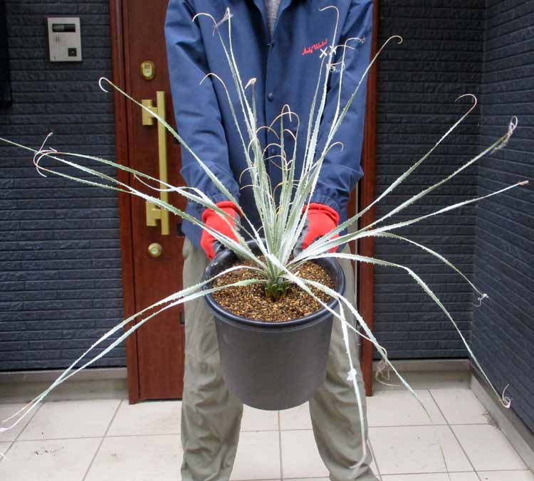 楽天市場】【現品・現物】ダシリリオン・ミキワネンシス 大株 12号 5F