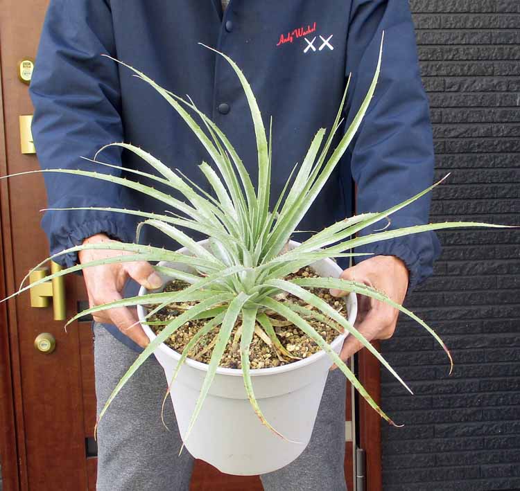 プヤ　セルーレア　大株 楽天市場】【現品・現物】プヤ・セルーレア 大株 puya coerulea