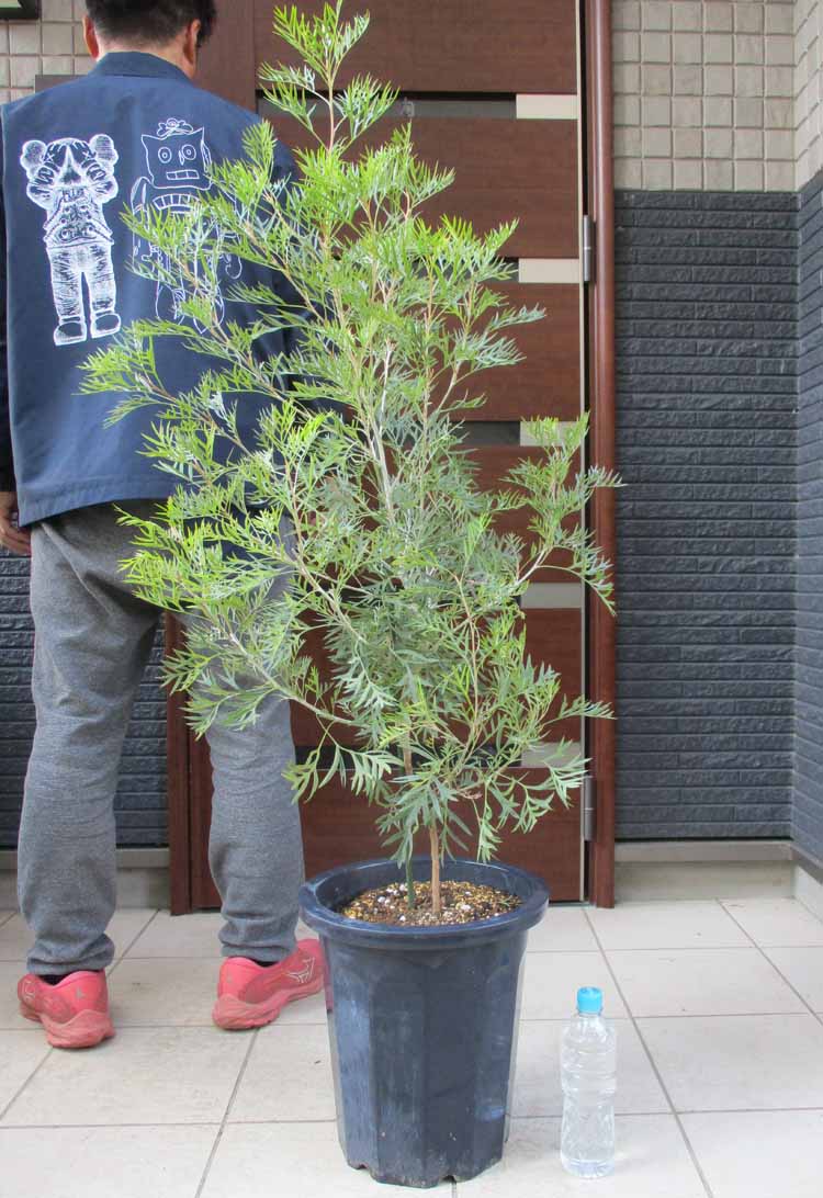 楽天市場】【現品・現物】グレビレア・バンクシー グレビリア