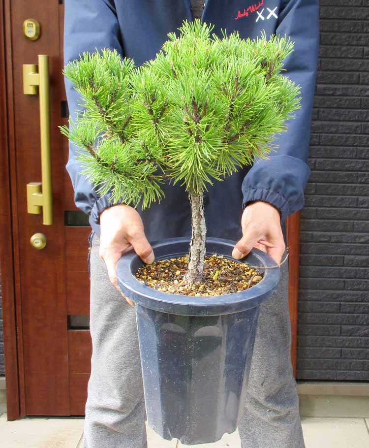 楽天市場】【現品・現物】ピニョン松・マルチネスピニョンマツ・ビッグ