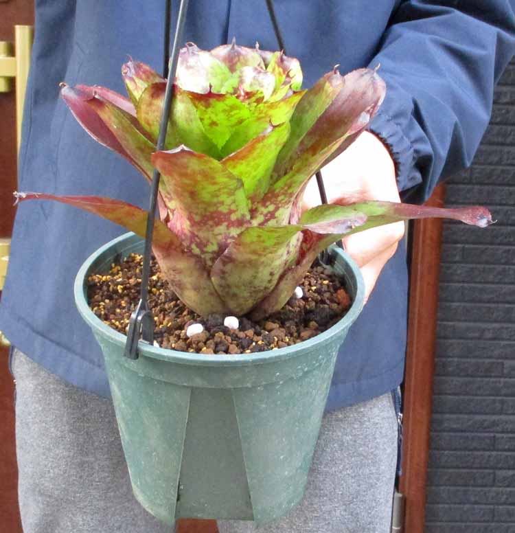 楽天市場】☆【現品・現物】ケラリア・ナマクエンシス 6号 : 松や