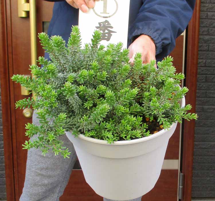 楽天市場】☆【現品・現物】ケラリア・ナマクエンシス 6号 : 松や