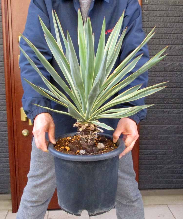 楽天市場】現品！◇ユッカ・グロリオサ 10号鉢植え◇キミガヨラン