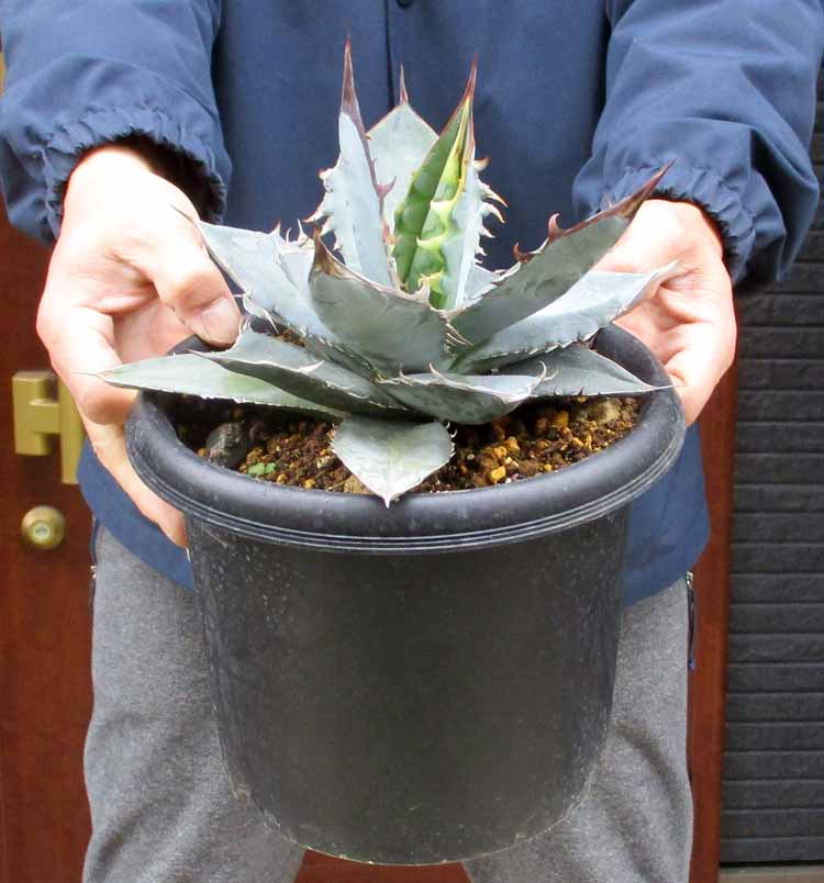 大型　アガベ　華厳　アメリカーナ　子株付き　パリー 大型 アガベ 華厳 アメリカーナ 子株付き パリー 大型 アガベ 華厳