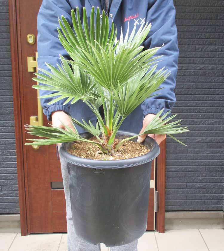 楽天市場】チャメロプス（フミリス・ボルケーノ） 10号 プラスチック鉢