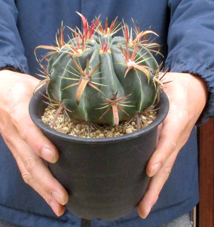 楽天市場】【現品・現物】サボテン・王冠竜 （おうかんりゅう