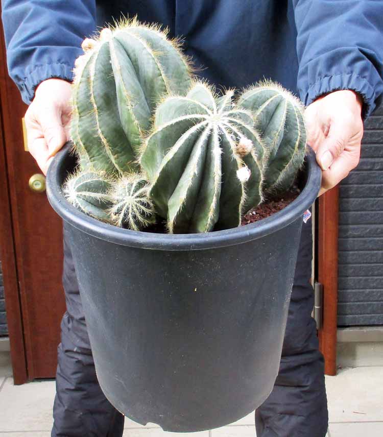 楽天市場】サボテン：エリオカクタス 英冠丸*幅28cm 現品！一品限り