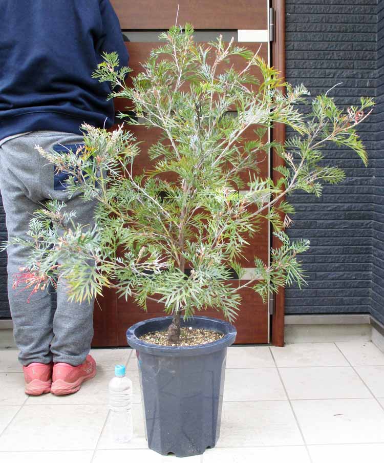 楽天市場】【現品・現物】矮性 キンポウジュ・カリステモン・リトル