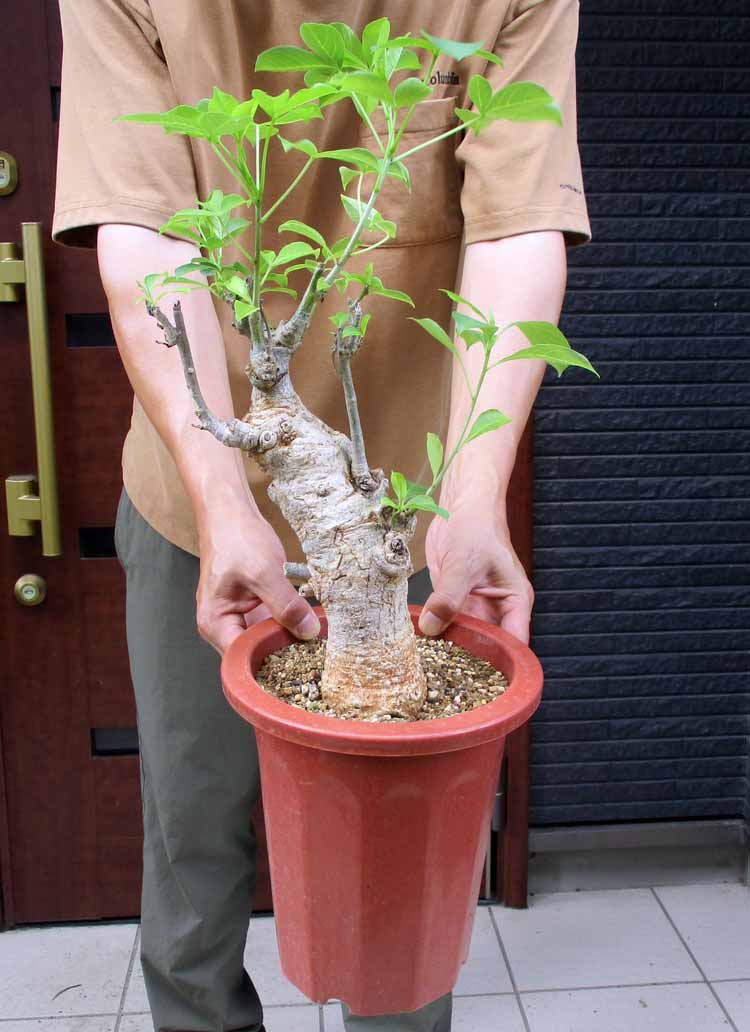 楽天市場】【現品】人気の塊根植物 キフォステンマ ベティフォルメ