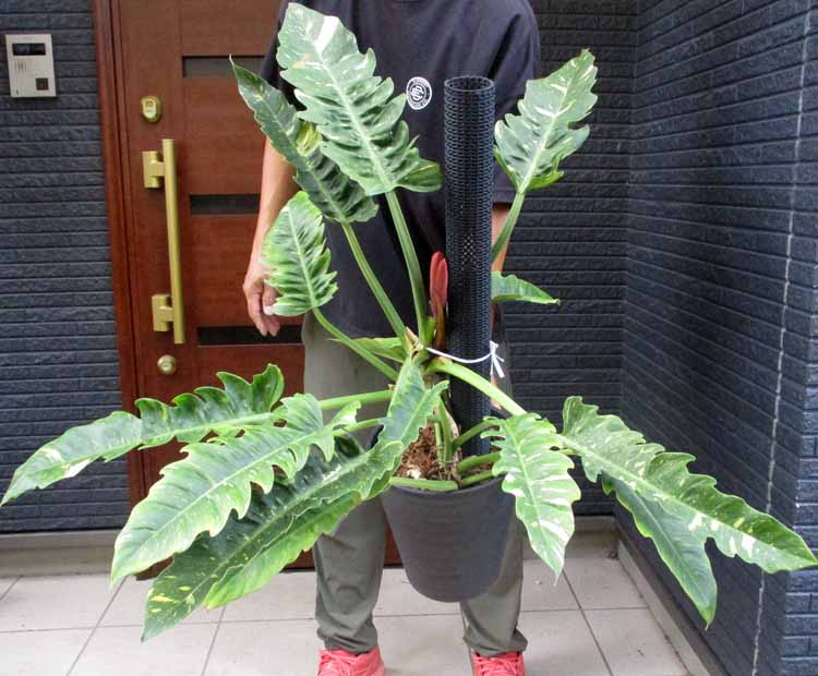 楽天市場】【現品・現物】モンステラ バリエガータ・モンステラ