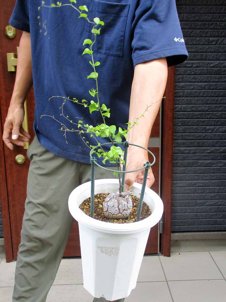 楽天市場】【現品・現物】ブリガミア・インシグニス Brighamia