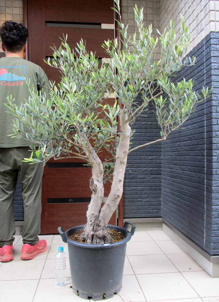 ☆人気品種/グレビレア/ハニーワンダー/6号ポット/オージープランツ/写真更新☆ グレビレア「ハニーワンダー」6号ポット | | ネイティブプランツ