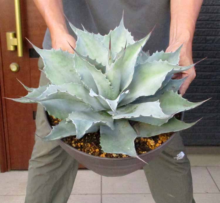楽天市場】【現品・現物】アガベ・スノーグロー Agave hyb.'Snow