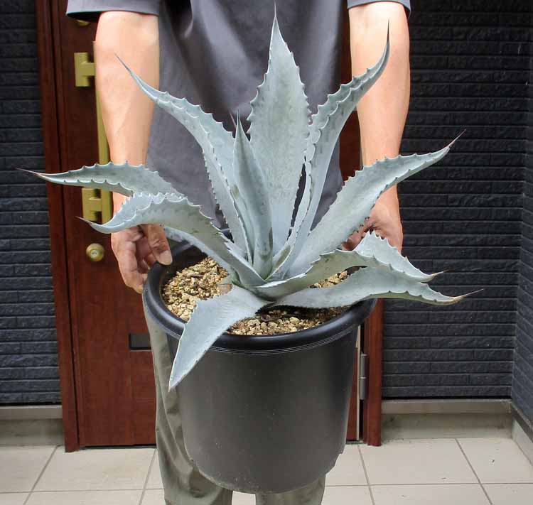 最終価格！アガベ・シルバーサーファー超大株！ ⚠️注意！発送出来ません！ 最終価格！アガベ・シルバーサーファー超大株！ ⚠️注意！発送出来
