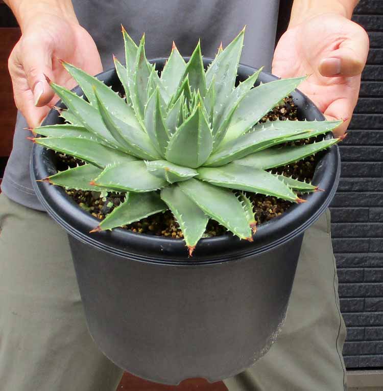 楽天市場】【現品・現物】渦巻きアロエ アロエ・ポリフェラ