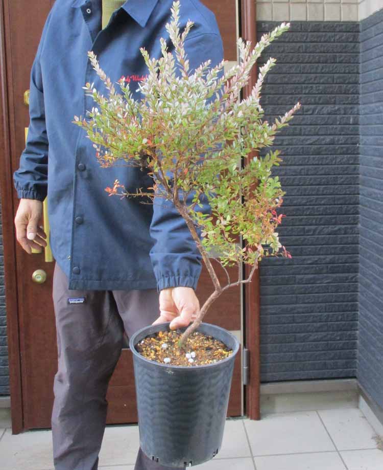 楽天市場】【現品・現物】ブルーマキ マキ・アイシーブルー Podocarpus