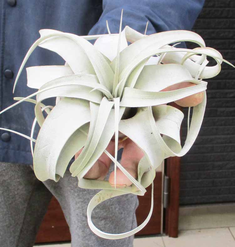 楽天市場】【現品・現物】ビスマルキア・ノビリス・シルバーリーフ