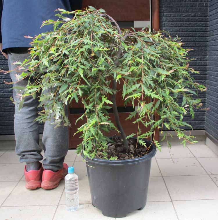 楽天市場】【現品・現物】グレビレア ハニーワンダー 10号 4Z番