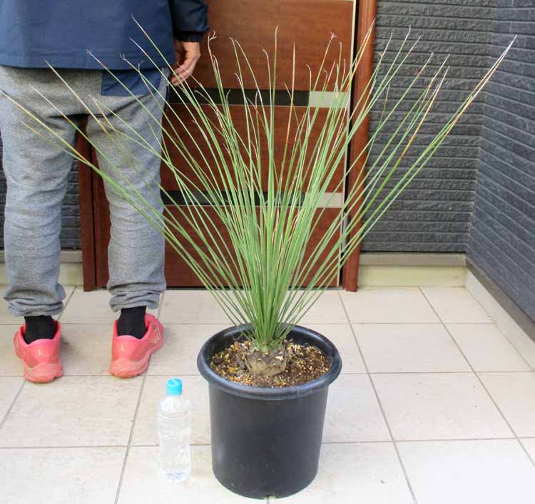 楽天市場】【現品・現物】ダシリリオン・ミキワネンシス 大株 12号 5F