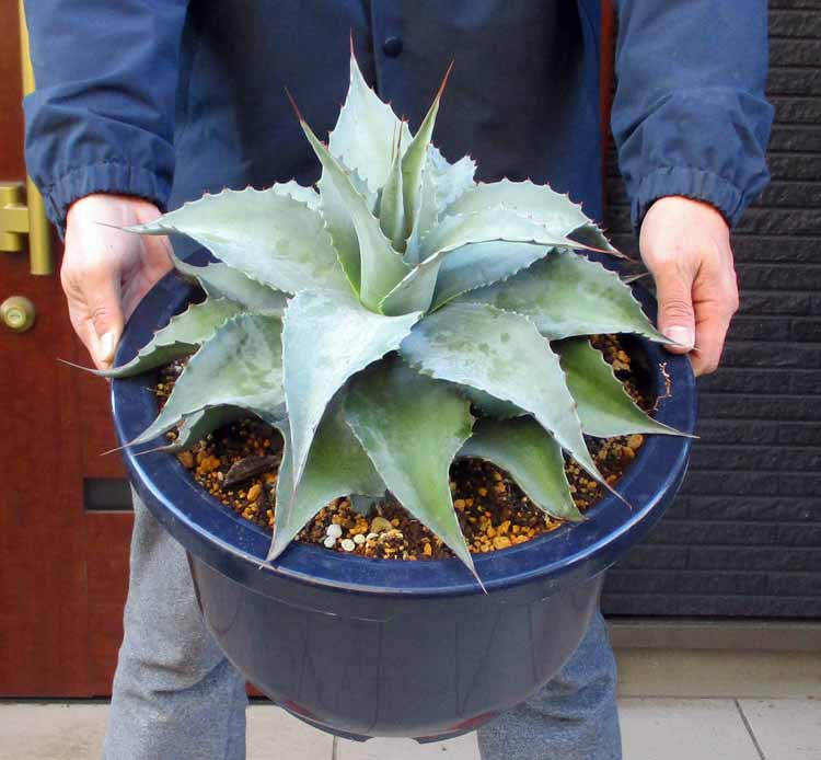 楽天市場】【現品・現物】【送料無料】アガベ・オテロイ 7号 MK番