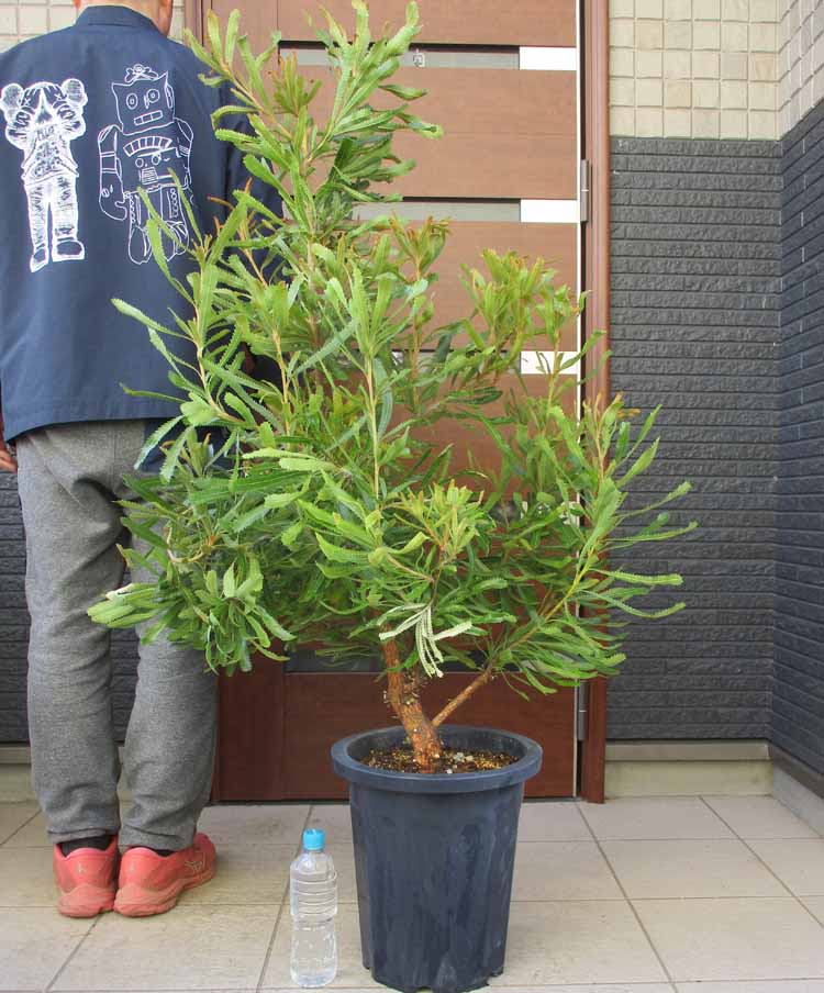 楽天市場】日時指定できません。【現品・現物】バンクシア