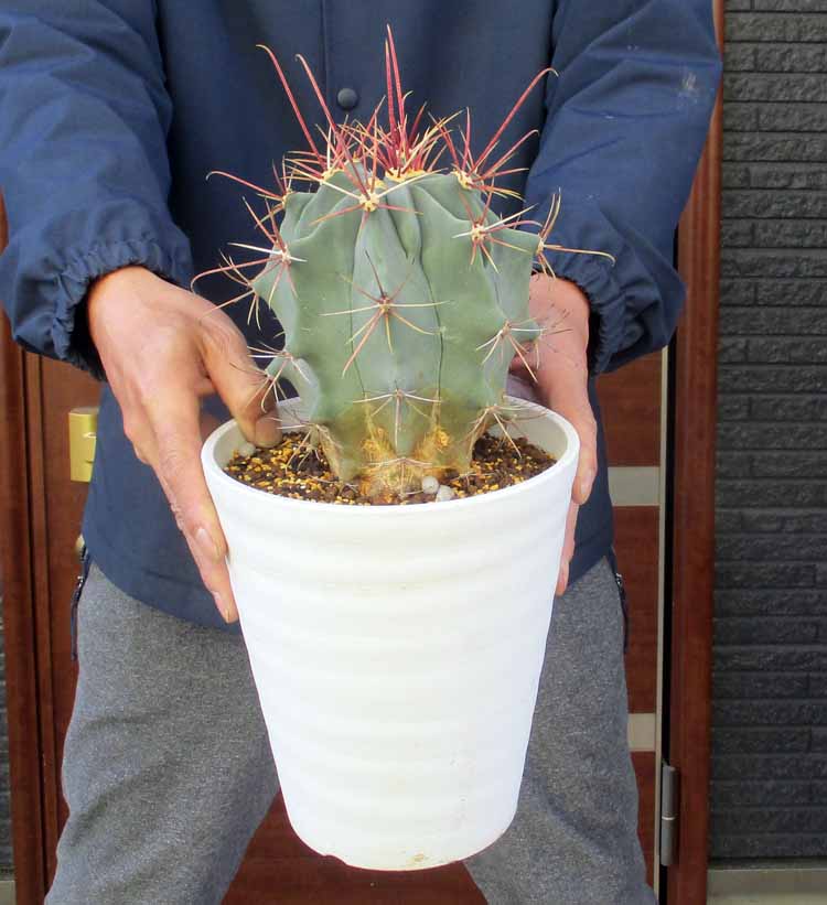 楽天市場】サボテン：フェロカクタス 強刺文鳥丸*幅15cm 現品！一品