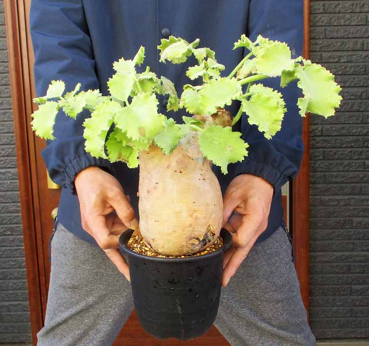 楽天市場】コーデックス：キフォステンマ ウター マクロプス*塊根幅