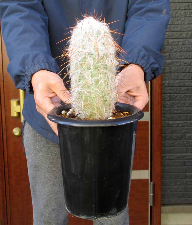 【現品】サボテン・夜の女王 (よるのじょうおう) 　ヨルノリョウオウ　７号　Kい 楽天市場】【現品・現物】サボテン・夜の女王 (よるのじょうおう