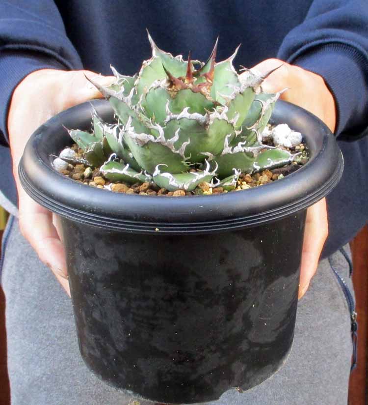 楽天市場】【現品・現物】アガベ・ジェントリー・ジョウズ（ジョーズ