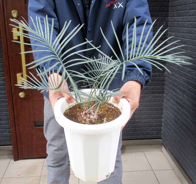 楽天市場】【現品発送】サイカス カイルンシアナとアングラータの