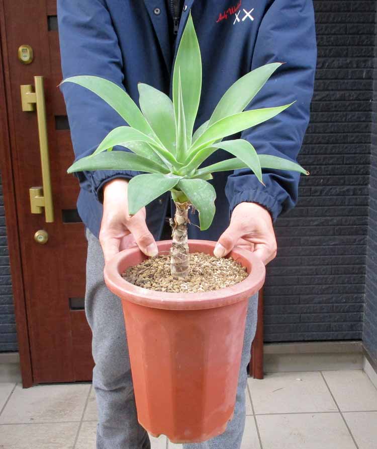 楽天市場】アガベ アテナータ カラズストライプ 7号 苗木【AK】 : 千草園芸