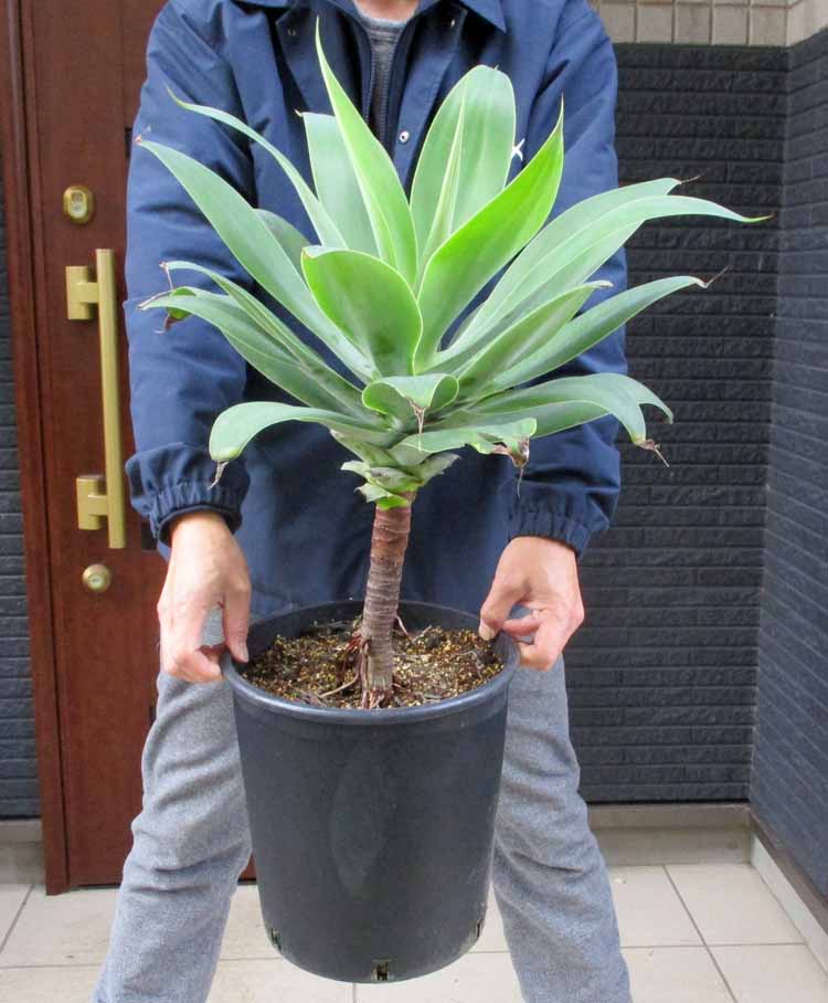 楽天市場】アガベ アテナータ カラズストライプ 7号 苗木【AK】 : 千草園芸