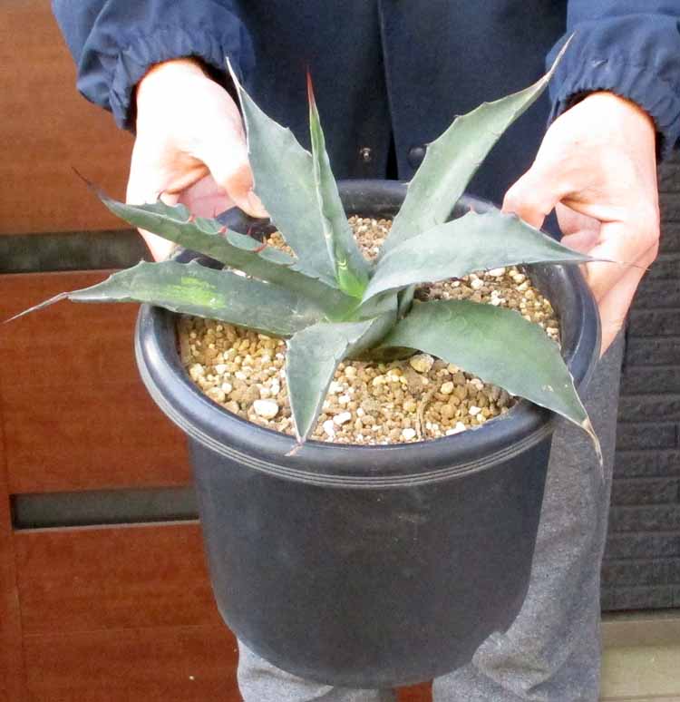 【現品】アガベ　エレミティアナ　12号鉢　TS番 現品】アガベエレミティアナ12号鉢TS番