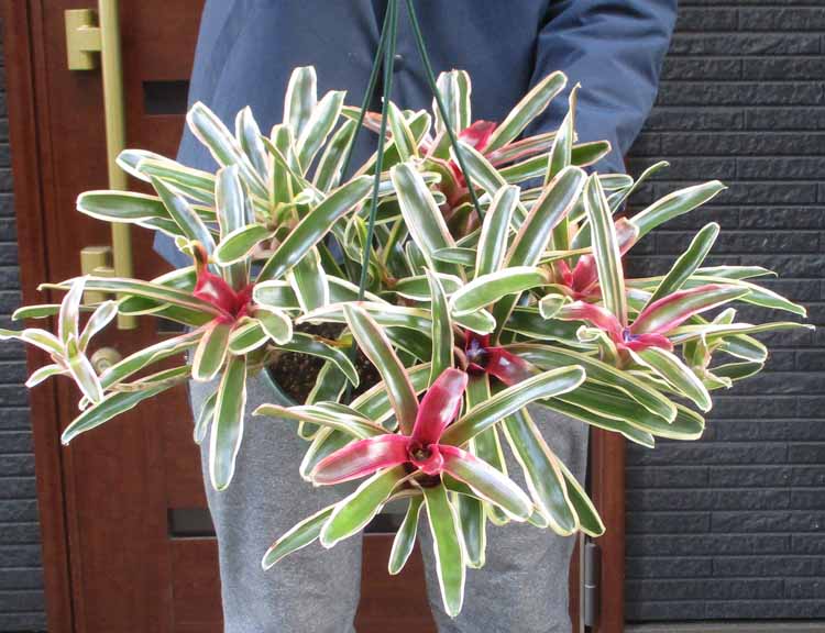 【現品】アンスリウム・ジャングルブッシュ　7号　黒鉢　（3） 希少❗️原種アンスリウム❤️ジャングルブッシュ 7号鉢 多肉植物