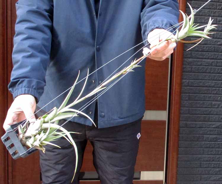 楽天市場】【現品・現物】ブリガミア・インシグニス Brighamia