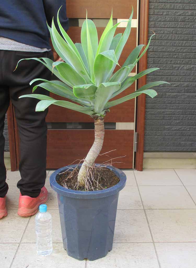 楽天市場】アガベ アテナータ カラズストライプ 7号 苗木【AK】 : 千草園芸