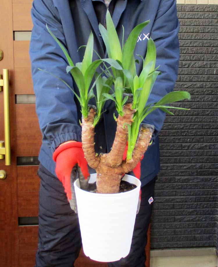 楽天市場】【現品・現物】【送料無料】ユッカ・ブレビフォリア