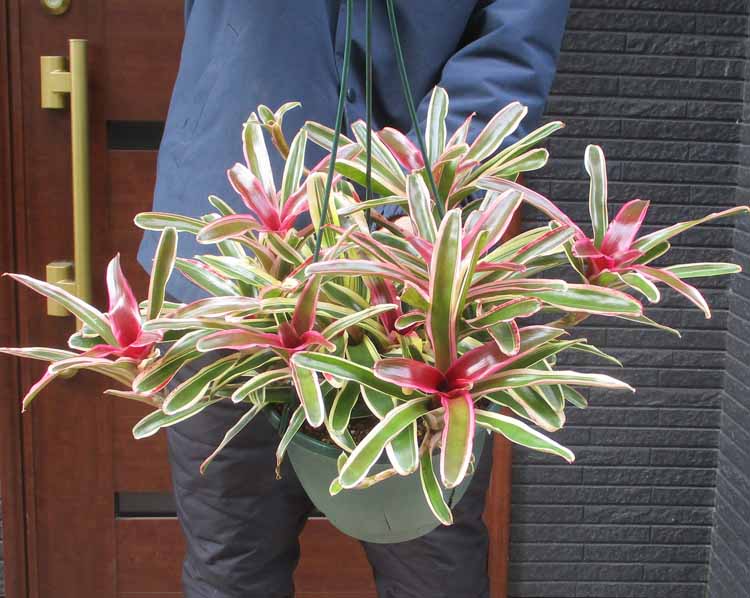 楽天市場】【現品】アルカンタレア・インペリアリス・ルブラ