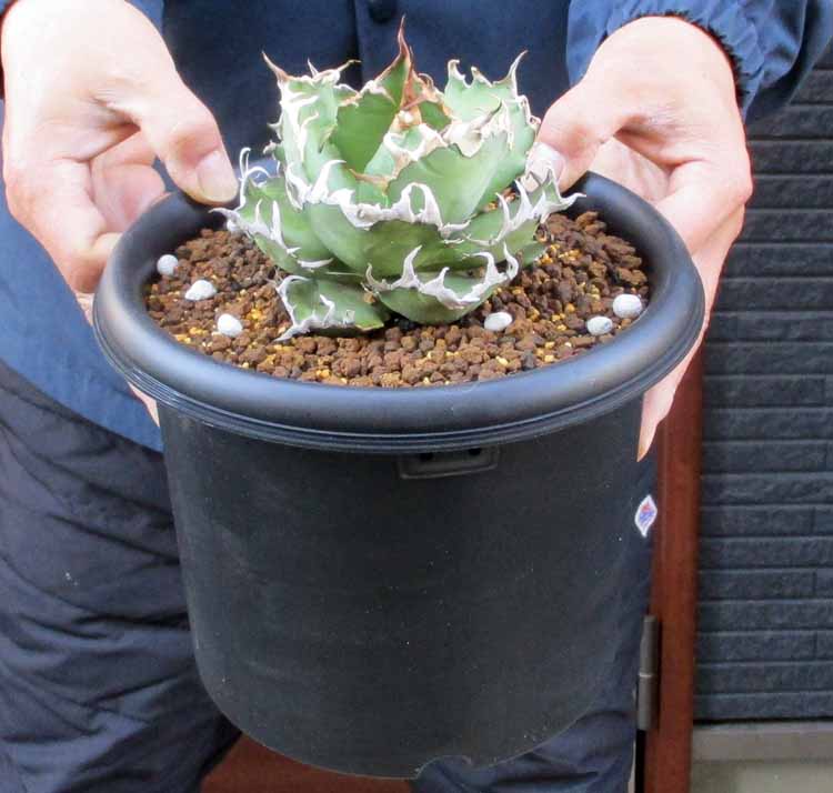 楽天市場】【現品・現物】アガベ・ジェントリー・ジョウズ（ジョーズ