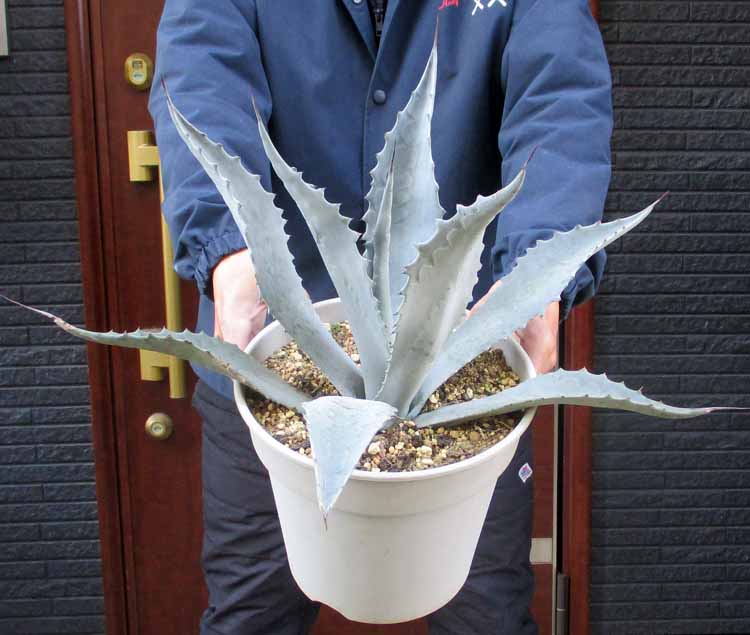 楽天市場】ロックガーデン・ドライガーデンにお勧め【現品・現物