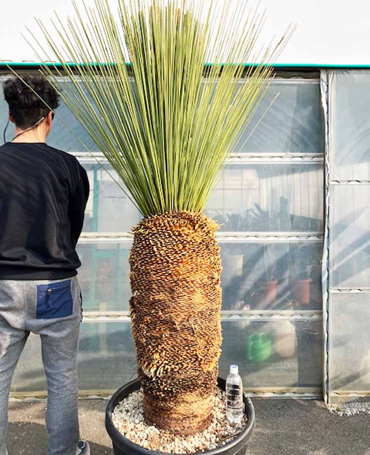 ダシリリオン・ロンギシマム 超大株 19号相当 5012番 花・観葉植物