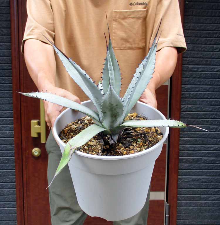 楽天市場】ロックガーデン・ドライガーデンにお勧め【現品・現物