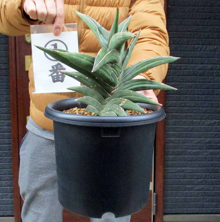 楽天市場】☆【現品・現物】サンスベリア・ ポーエリー( ポウェリー ポエリー パウエル ) Sansevieria powellii （サンセベリア）７号１番２番  : 松や植物園 楽天市場支店