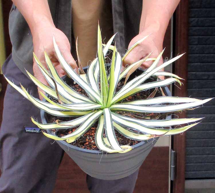 楽天市場】アガベ・ウエベリー（ウェベリー）Agave weberi. 別名